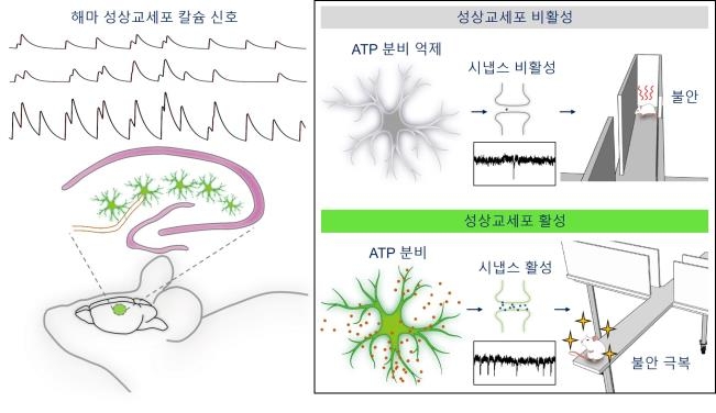 '성상교세포로 불안장애 조절' 서울대 연구진 첫 규명