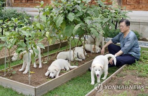 홍준표 "文, 개 3마리도 건사 못하면서 어떻게 통치했나"