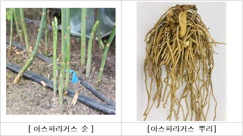 강원농업기술원, 아스파라거스 뿌리 추출물 식품 원료 등록 추진