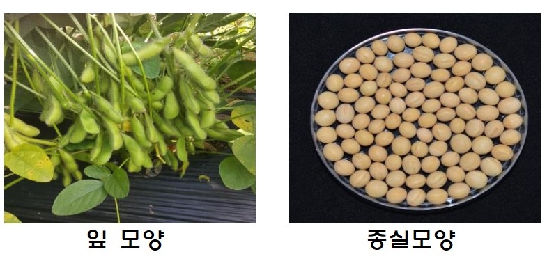 강원농업기술원, 자체 개발 콩 품종 '대왕2호' 보급 박차