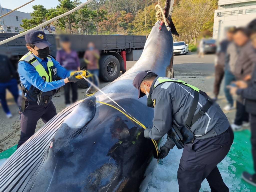 경주 앞바다서 그물에 걸려 죽은 밍크고래 1억1천여만원에 거래