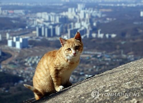 반복되는 국립공원 고양이 갈등…먹이 주지 말랬더니 민원 빗발