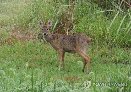 최근 3년간 길위에서 죽은 야생동물 4만3천마리…67%는 고라니