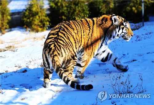 러시아, 카자흐에 백두산 호랑이 기증키로…"야생보호구역 방사"