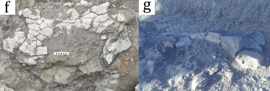 '미니 쿠퍼' 크기 8천만년 전 공룡시대 바다거북 화석 발굴