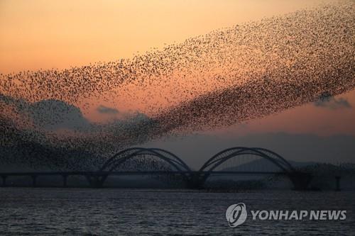 전국에 겨울철새 143만마리…지난달보다 60만마리 늘어