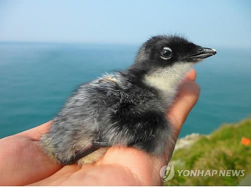 마라도 생태계 위협하는 고양이…개체수 늘자 뿔쇠오리 생존위기