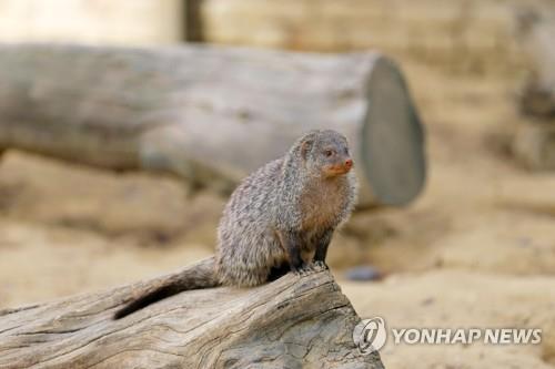 마라도 생태계 위협하는 고양이…개체수 늘자 뿔쇠오리 생존위기