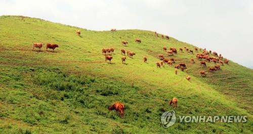 '서산 알프스' 한우목장에 웰빙 산책로 조성…내년 5월 준공