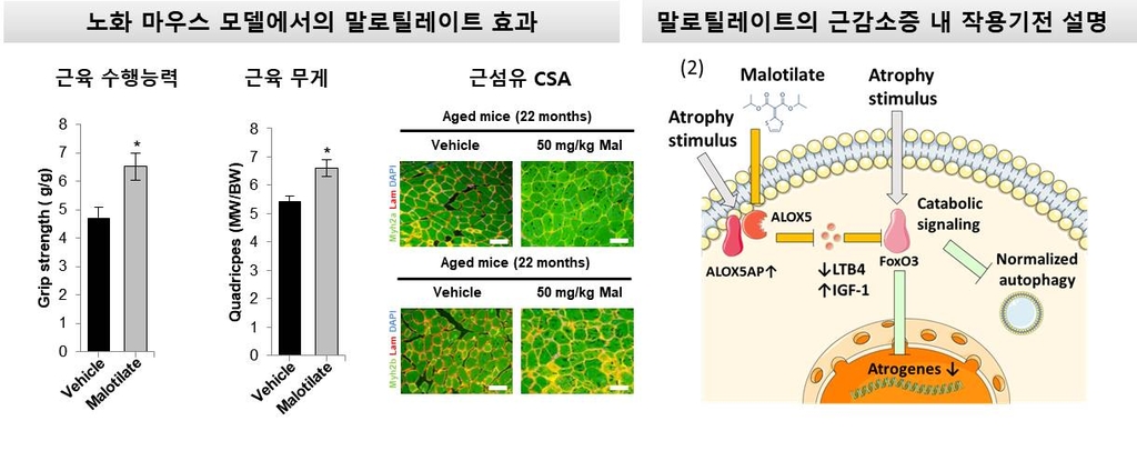 GIST 연구진, 근감소증 치료 효과 FDA 승인 약물 발굴