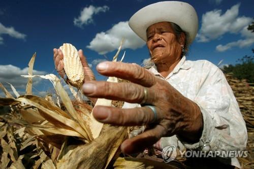 美, 멕시코 GMO 옥수수 수입 금지 계획에 "법적 대응" 으름장