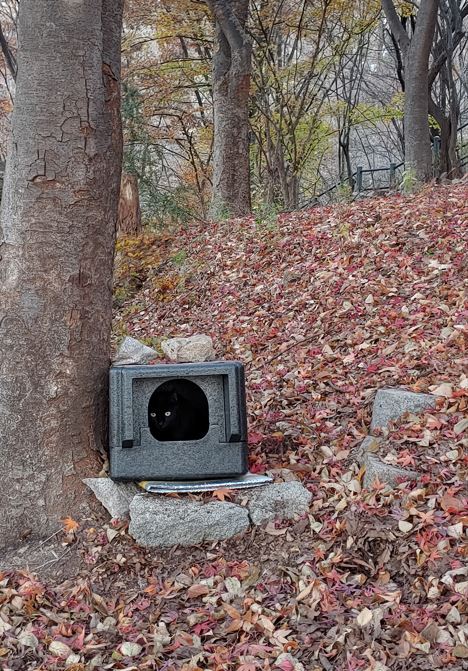 종로구, 길고양이 서식지에 따뜻한 겨울집 마련