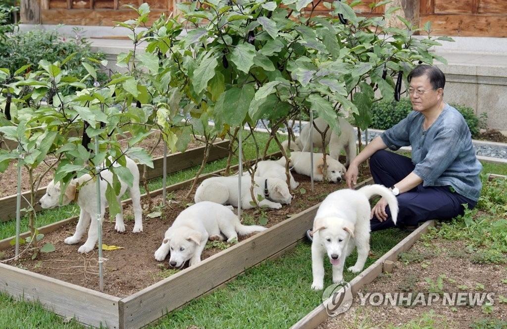 文 전 대통령, '김정은 풍산개' 국가 반납…왜?