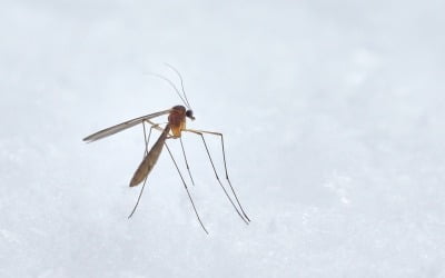 동남아 뎅기열, 국내 유입 환자 급증