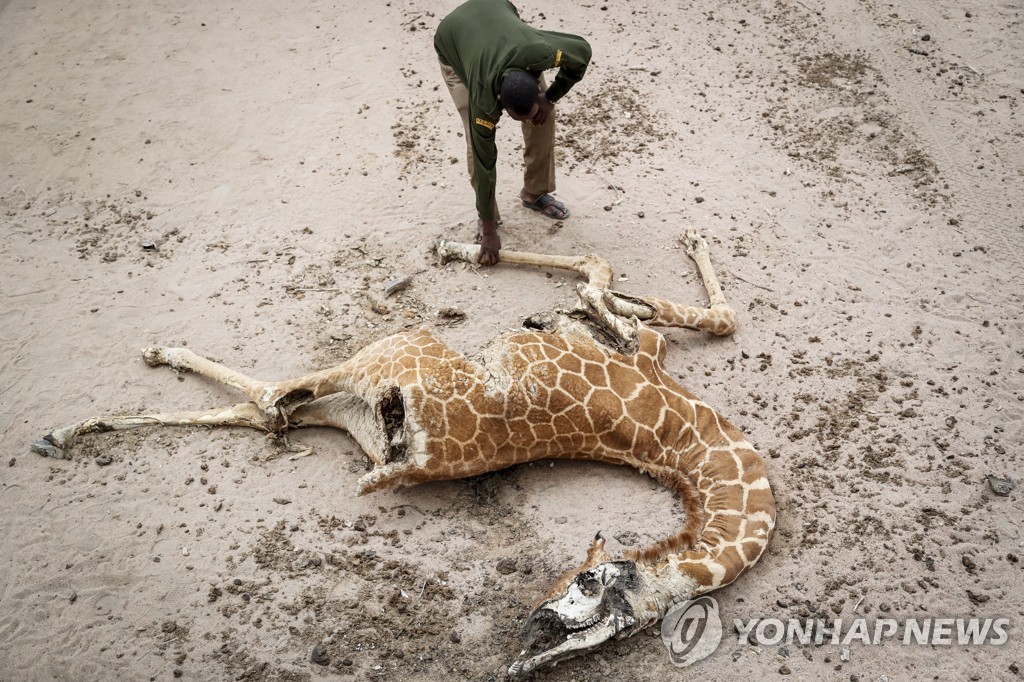 케냐 가뭄에 코끼리 205마리 폐사…9개월간 다른 동물도 떼죽음