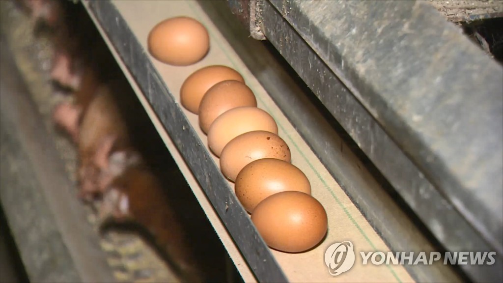 포천서 양계장 화재로 닭 5천마리 폐사