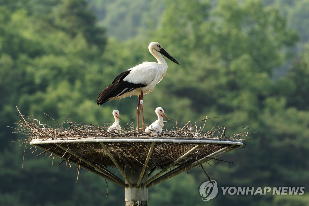 "황새 AI 감염 막아라" 한국교원대 차단방역 비상