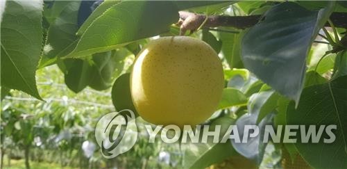 "울산배 우수함 알렸다"…전국배 품평회서 대상·최고품종상