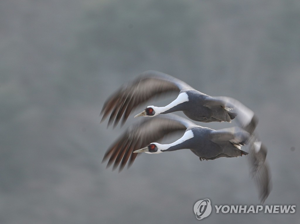 전국에 겨울철새 143만마리…지난달보다 60만마리 늘어