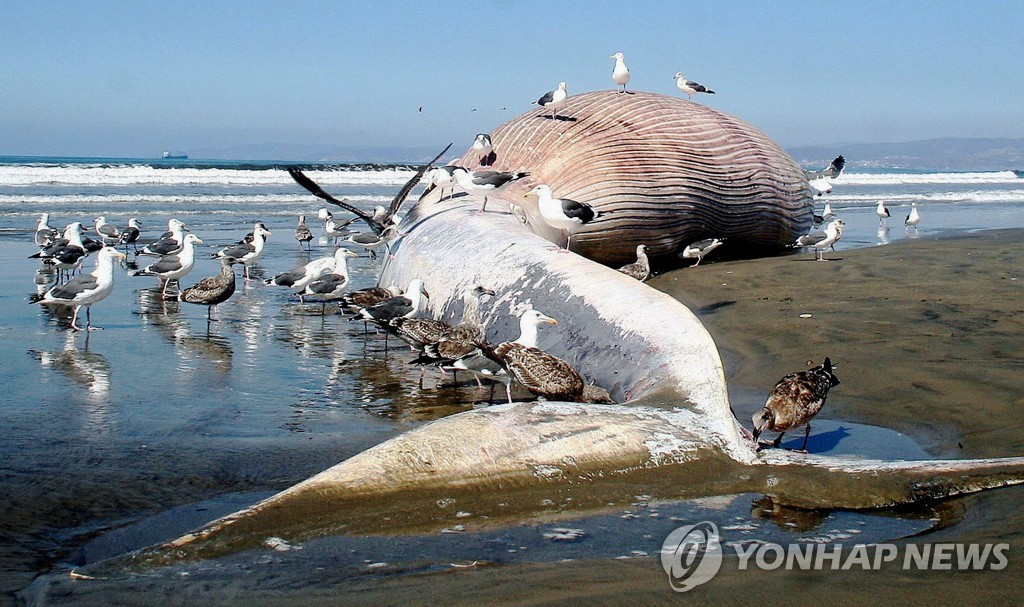 대왕고래 몸무게 중 44㎏는 이것…하루 1천만개 미세플라스틱 꿀꺽