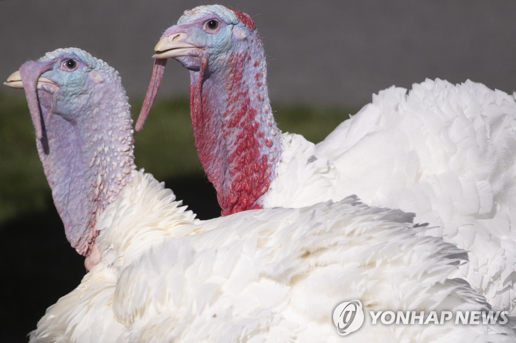 바이든, 칠면조 사면하며 "부정투표 없었다"…'선거사기'에 일갈