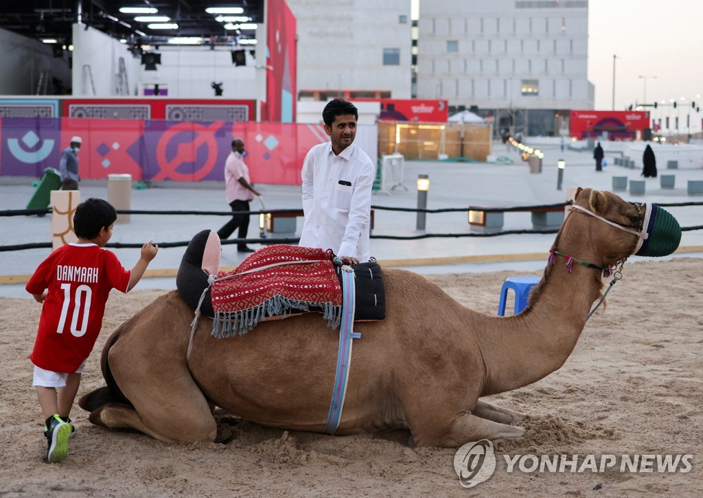 [월드컵] 밀려드는 손님에 카타르 낙타들 '초과근무 중'