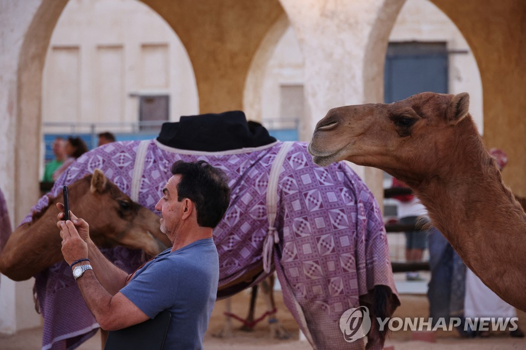 [월드컵] 밀려드는 손님에 카타르 낙타들 '초과근무 중'