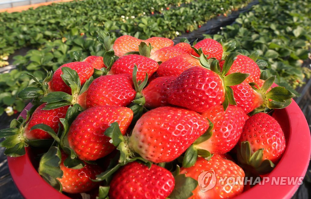 고소득 작목 자리매김한 원주 치악산 딸기 11월 말부터 출하