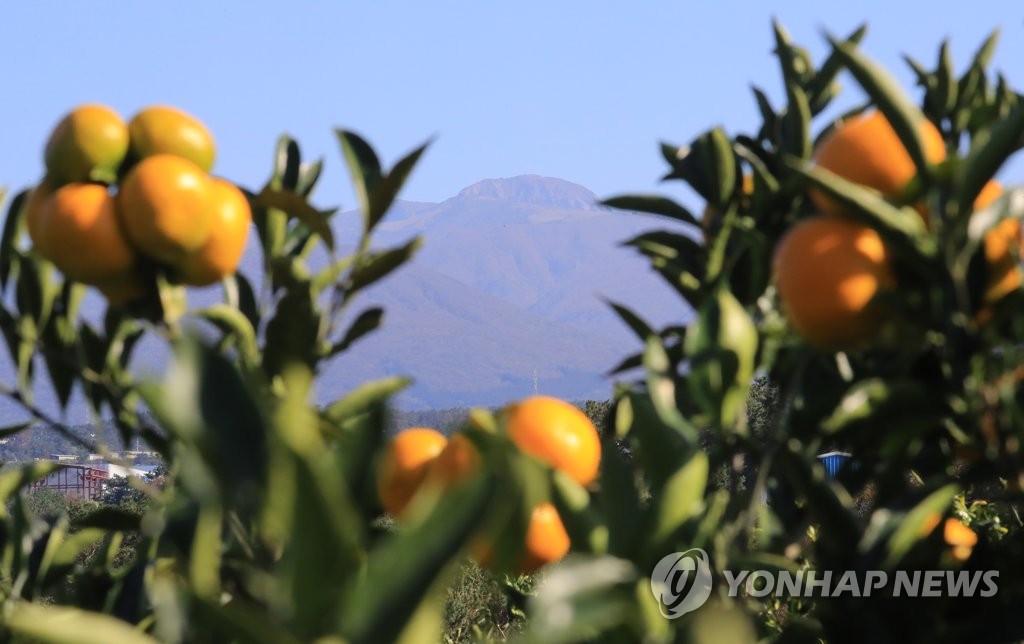 "알고 먹으면 더 맛있다!"…제주 감귤 이야기