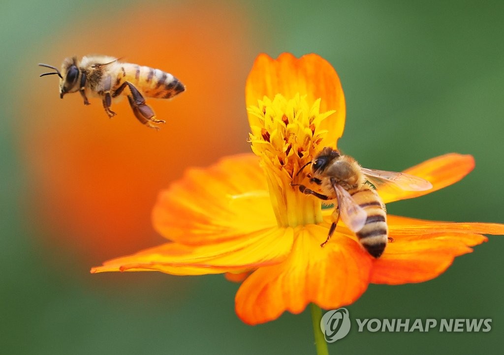 꿀벌 78억마리 왜 사라졌나…기온급변에 이상고온까지