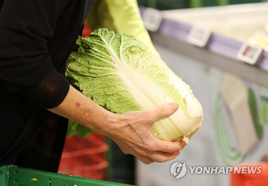 [르포] "배추 한 포기 도매가 800원…차라리 산지 폐기 해달라"