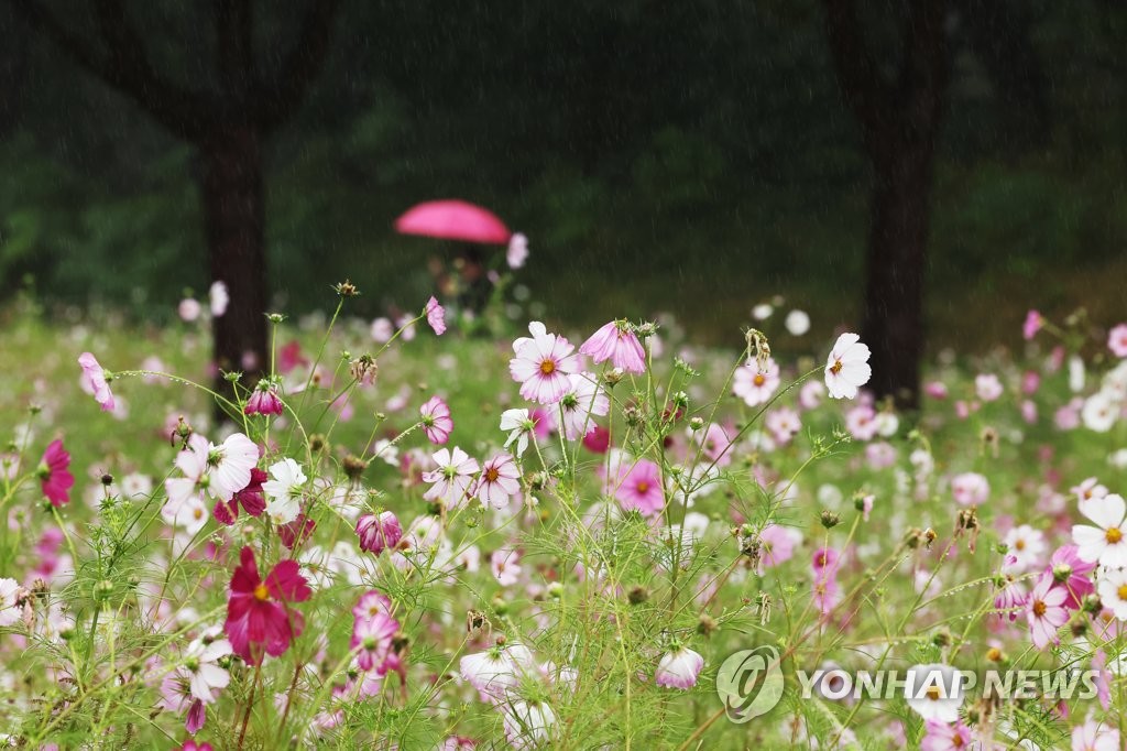 전북 늦은 오후부터 비…예상 강수량 5∼30㎜