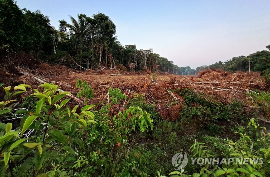 10월 브라질 아마존 삼림파괴 여의도 면적 312배 달했다(종합)