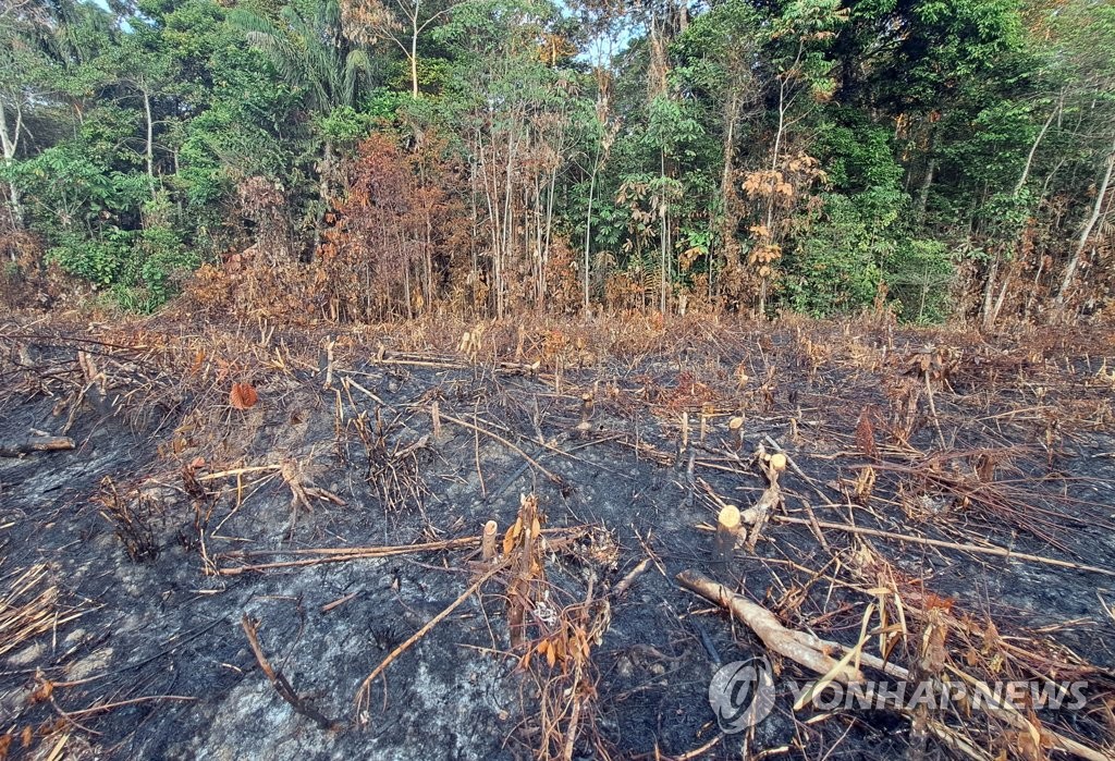 브라질·인니·콩고민주, 열대우림 보전 협약…"대가 받아야"