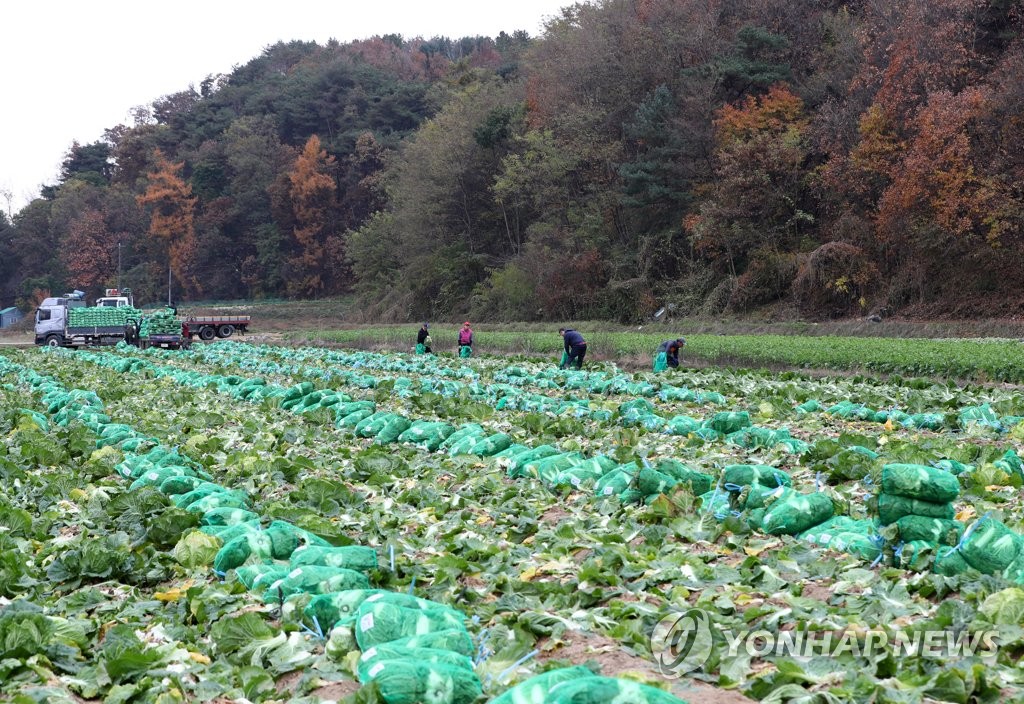 울산 김장용 식자재 제조업소 23곳 위생관리 실태점검