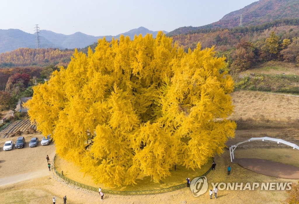 간판 가리고 조망권 침해…'미운털' 박힌 가로수 수형 조절한다