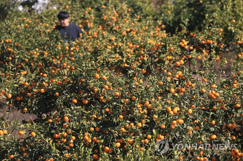 제주 맑다가 밤부터 구름 많아져…낮 최고 21∼22도