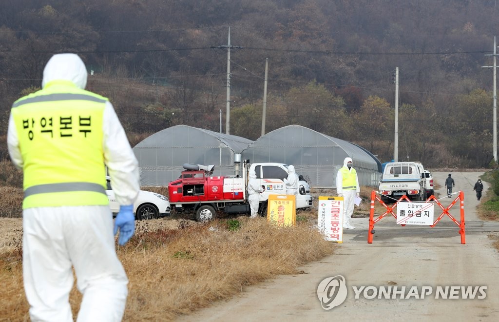 "애써 막았는데…" 자식 같은 돼지 ASF로 모두 잃은 농가의 한숨