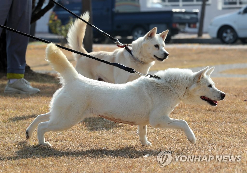 [팩트체크] 문재인 前대통령이 풍산개 키우는 데 지금도 법적 문제 없다?