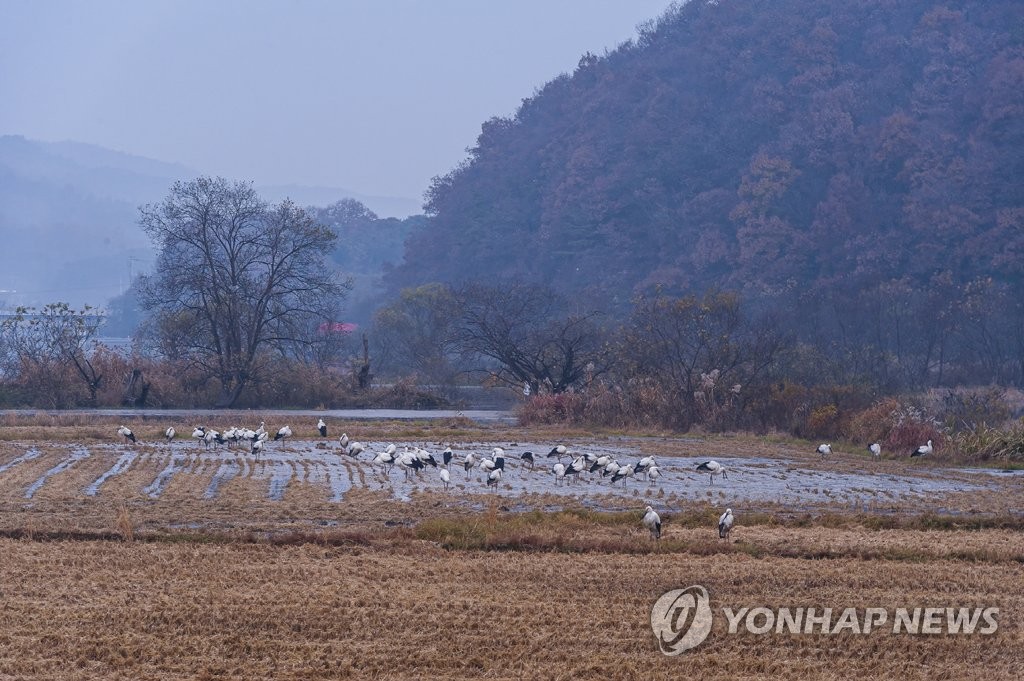 러시아·중국 야생 황새, '황새의 고장' 예산서 포착돼