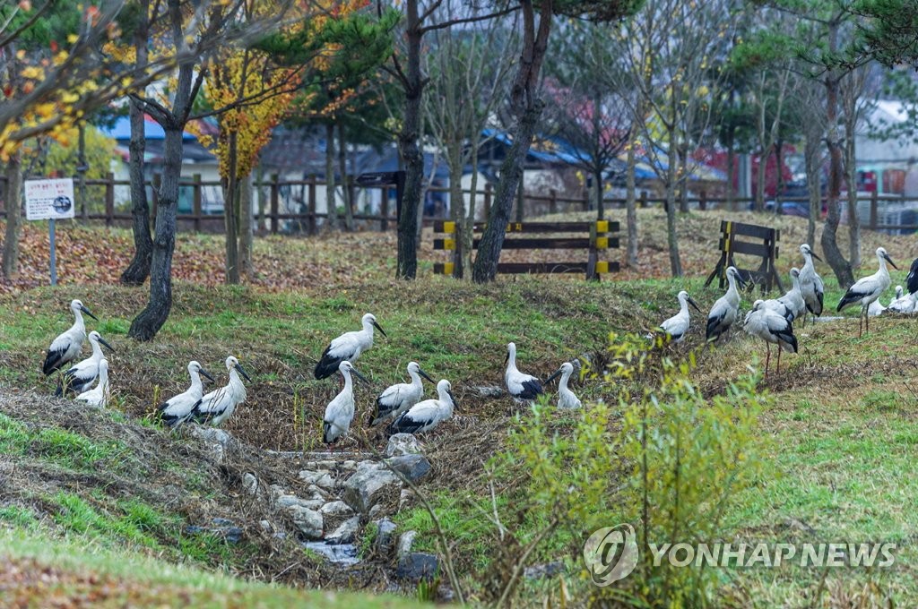 러시아·중국 야생 황새, '황새의 고장' 예산서 포착돼