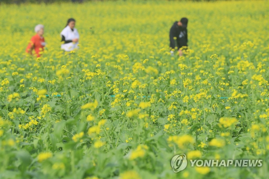 제주 흐리다 오후부터 맑아져…낮 기온 17∼20도