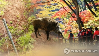 대구 아파트단지 멧돼지 2마리 나타나…차량 3대 파손