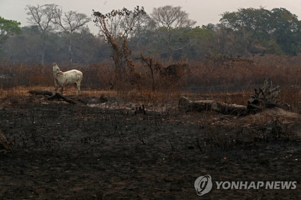 10월 브라질 아마존 삼림파괴, 여의도 150배…2015년 이래 최악