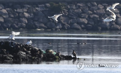 제주 내일까지 최고 60㎜ 비…낮 최고 23∼25도