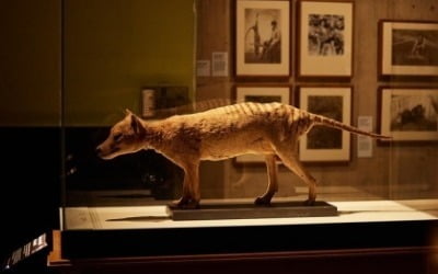 85년 전 사라진 태즈메이니아 호랑이 사체, 박물관 벽장서 발견