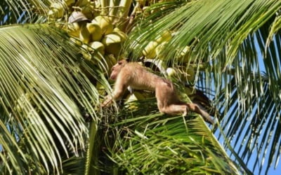 태국, 원숭이 학대 사라질까?…코코넛우유 '몽키 프리' 인증 도입