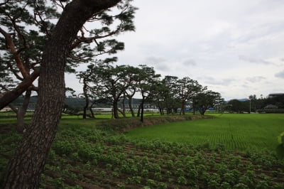 산림청, 역사·생태·경관 뛰어난 7개소 ‘국가 산림문화자산’ 지정