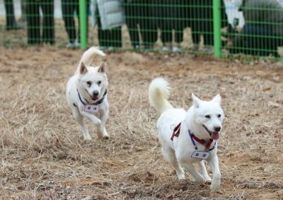 우치동물원에 안착한 '곰이·송강'…강기정 "文도 보고싶어 광주 오실 듯"