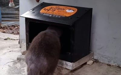 서초구, 길냥이 위해 따뜻한 물그릇 제공한다  